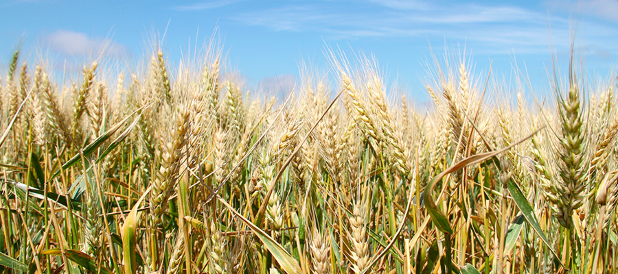 Recomendaciones para un manejo integral de enfermedades en cereales de invierno