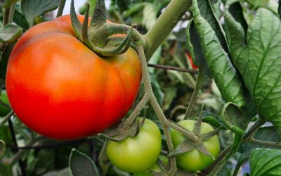 Manejo de la mosca blanca en tomate