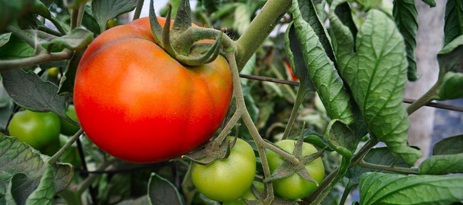 Manejo de la mosca blanca en tomate