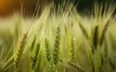 La pandemia plantea un doble desafío para la comunicación agroalimentaria