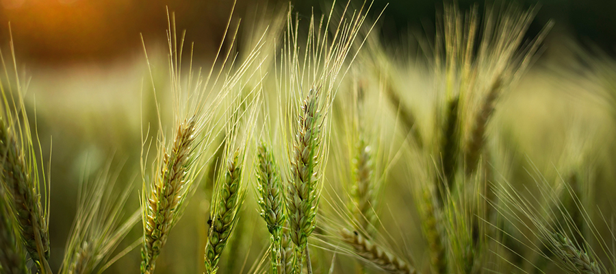 La pandemia plantea un doble desafío para la comunicación agroalimentaria