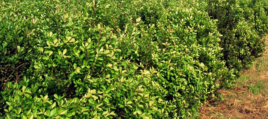 Buenas Prácticas Agrícolas en el cultivo de Yerba Mate