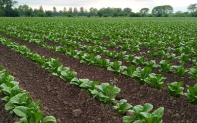 Buenas Prácticas Agrícolas en el cultivo de Tabaco