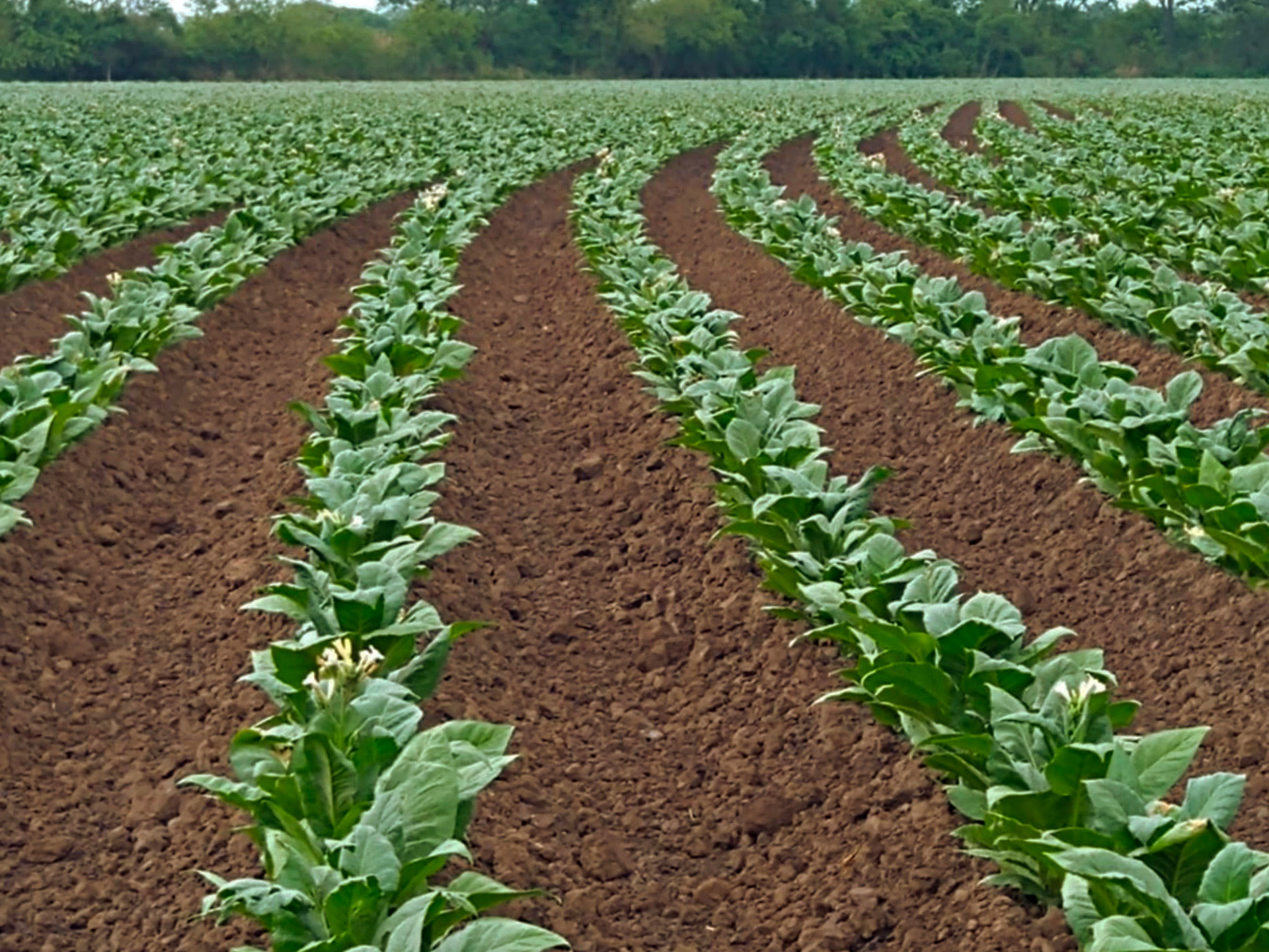 foto cultivo de tabaco