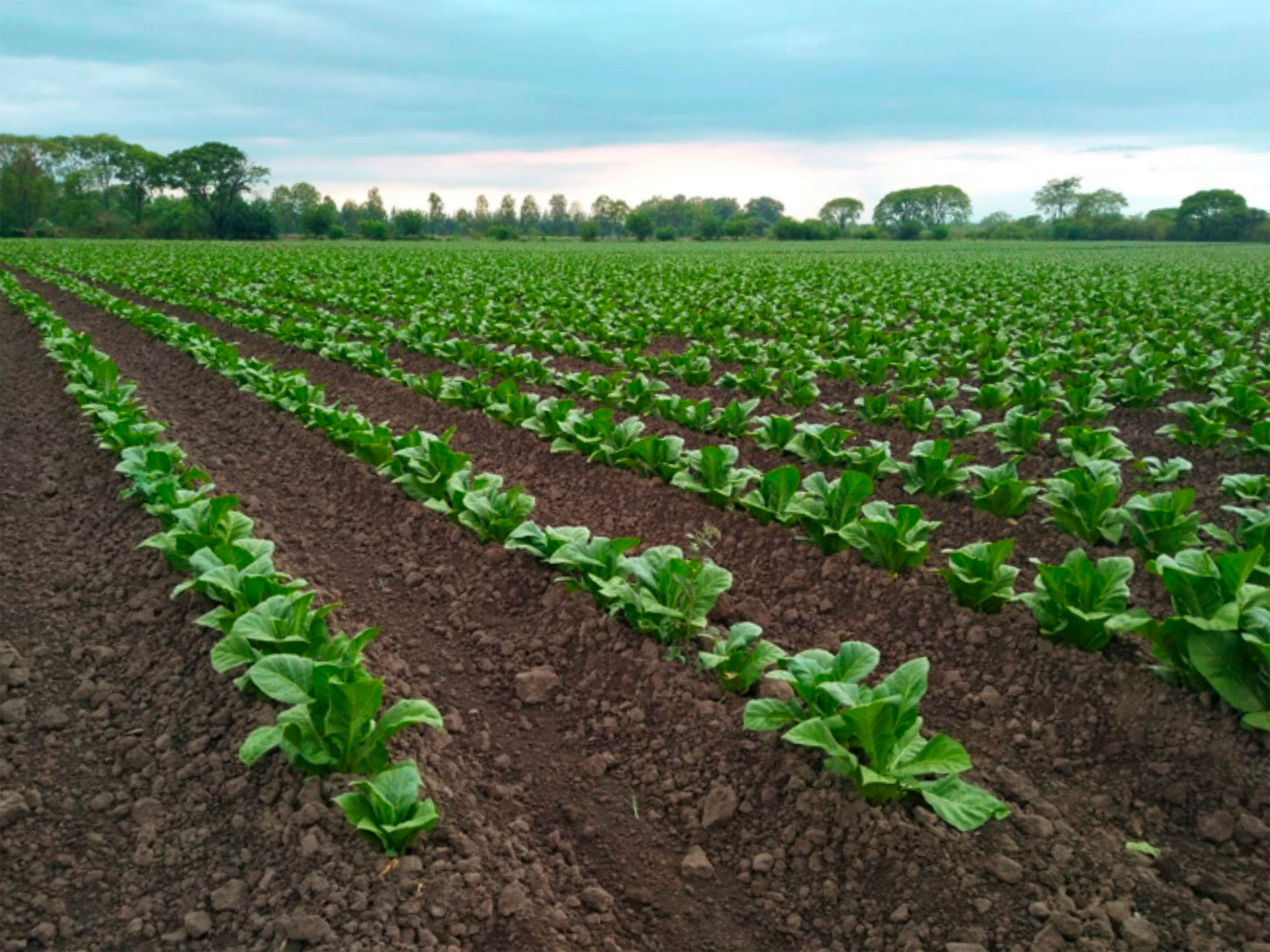 foto cultivo de tabaco