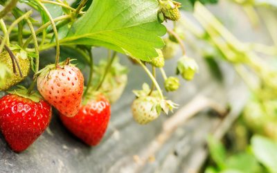 Las BPA en la producción Hortícola ya son una política pública