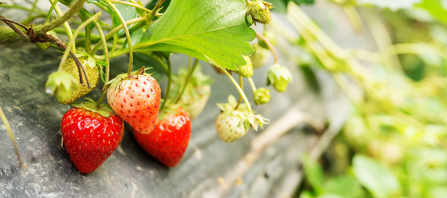 Las BPA en la producción Hortícola ya son una política pública