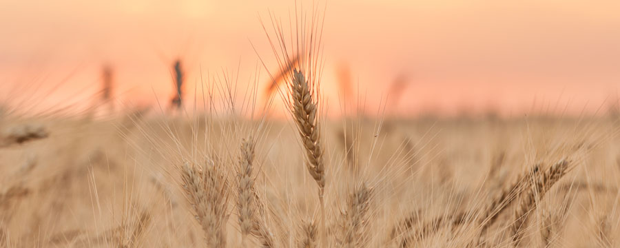 La llave de la producción de alimentos