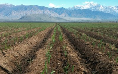 Ajo: el ingrediente estrella que esconden los Suelos de Uco