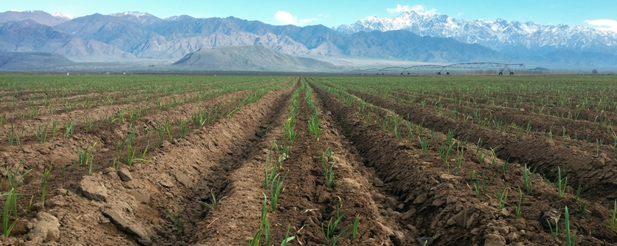 Ajo: el ingrediente estrella que esconden los Suelos de Uco