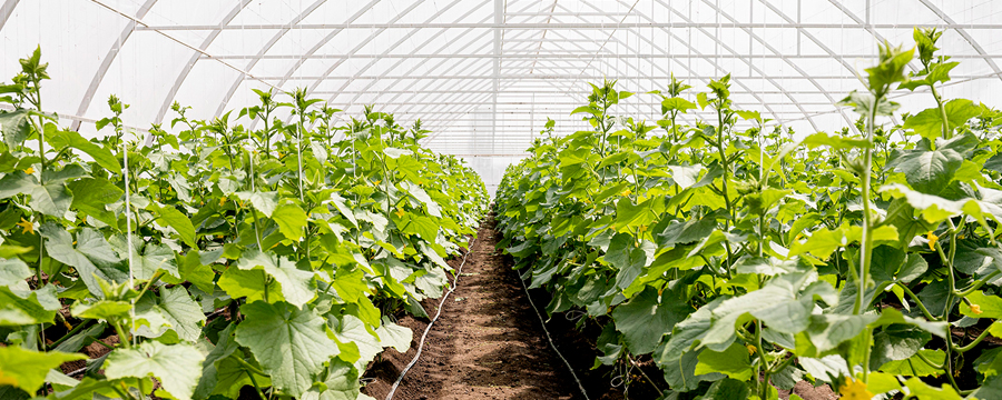 Desinfección de suelo, una práctica fundamental para proteger a la producción hortícola