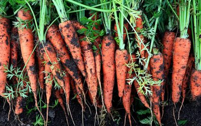 Uso de enmiendas orgánicas en la producción de zanahoria