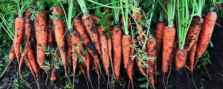 img-nota-casafe-uso-de-enmiendas-organicas-en-la-produccion-de-zanahoria