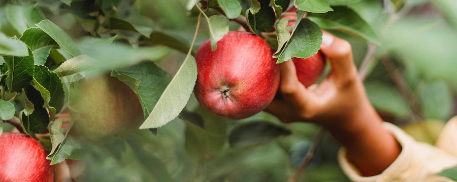 agroquimicos-mitos-y-verdades-02