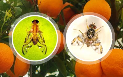 Mosca de los frutos: alerta para campo y ciudad