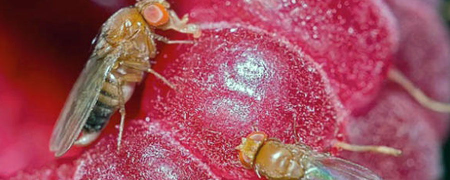 La mosca de alas manchadas es una amenaza para las frutas del sur argentino