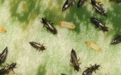 ¡Trips a la vista! Bichitos negros del campo que pican en la ciudad