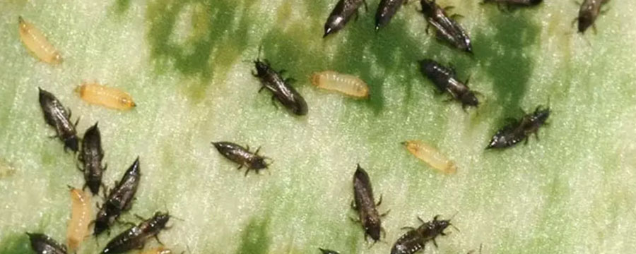 ¡Trips a la vista! Bichitos negros del campo que pican en la ciudad