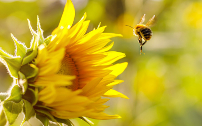 Las abejas: aliadas del ambiente y la productividad