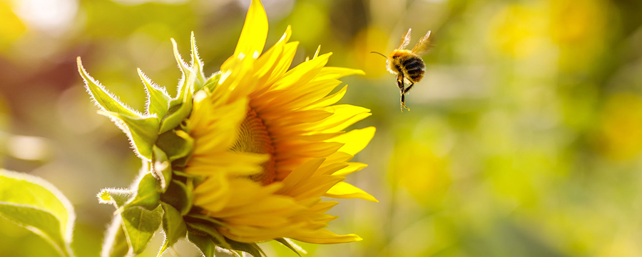 img-encabez-nota-casafe-las-abejas-aliadas-del-ambiente-y-la-productividad