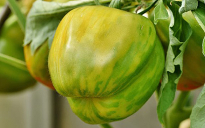 Alerta por el Virus del Rugoso del Tomate. ¿Cómo prevenir su propagación?