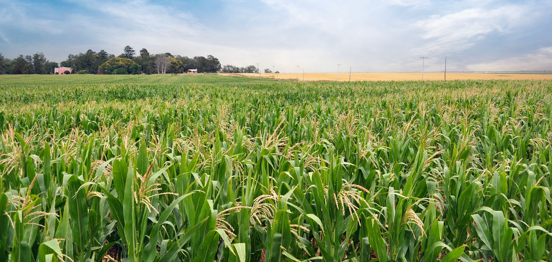 La Bioeconomía como Motor de Desarrollo Sustentable