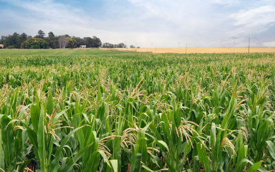 La Bioeconomía como Motor de Desarrollo Sustentable